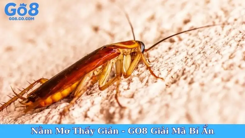 Nằm Mơ Thấy Gián - GO8 Giải Mã Bí Ẩn